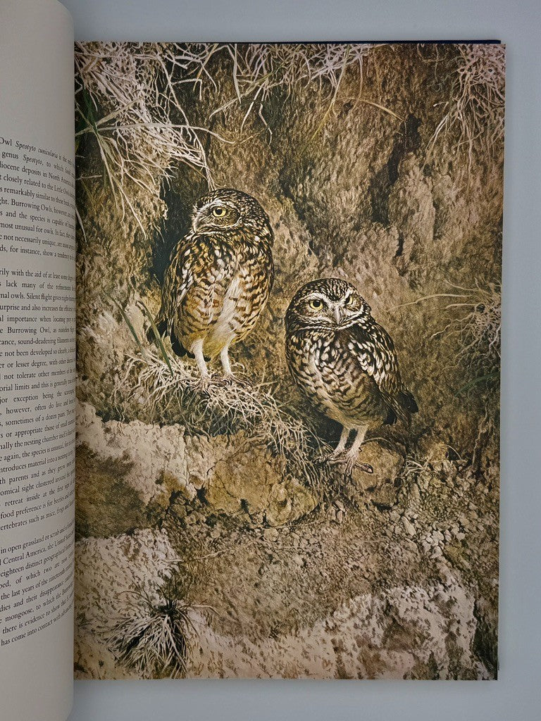 Studies & Sketches of a Bird Painter by Errol Fuller and Raymond Ching (1981)5